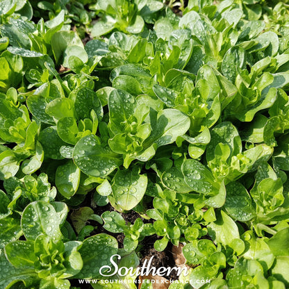 Mache (Corn Salad) – 100 Seeds