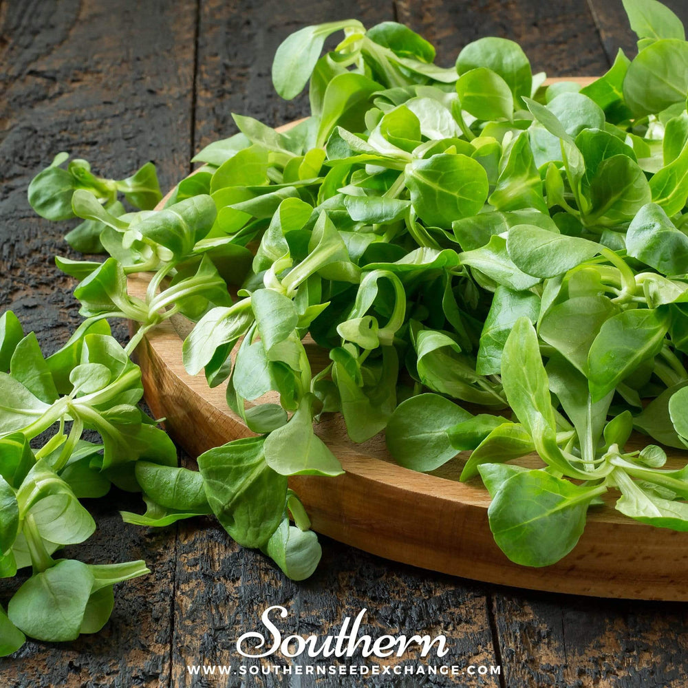 Mache (Corn Salad) – 100 Seeds