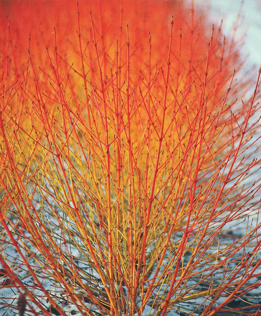 Dogwood Midwinter Fire (Cornus Sanguinea) Seeds