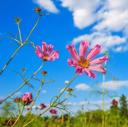 Sea Shells Cosmos – 100 Seeds