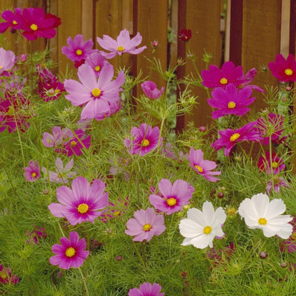 Cosmos, Sensation Mix (pack)