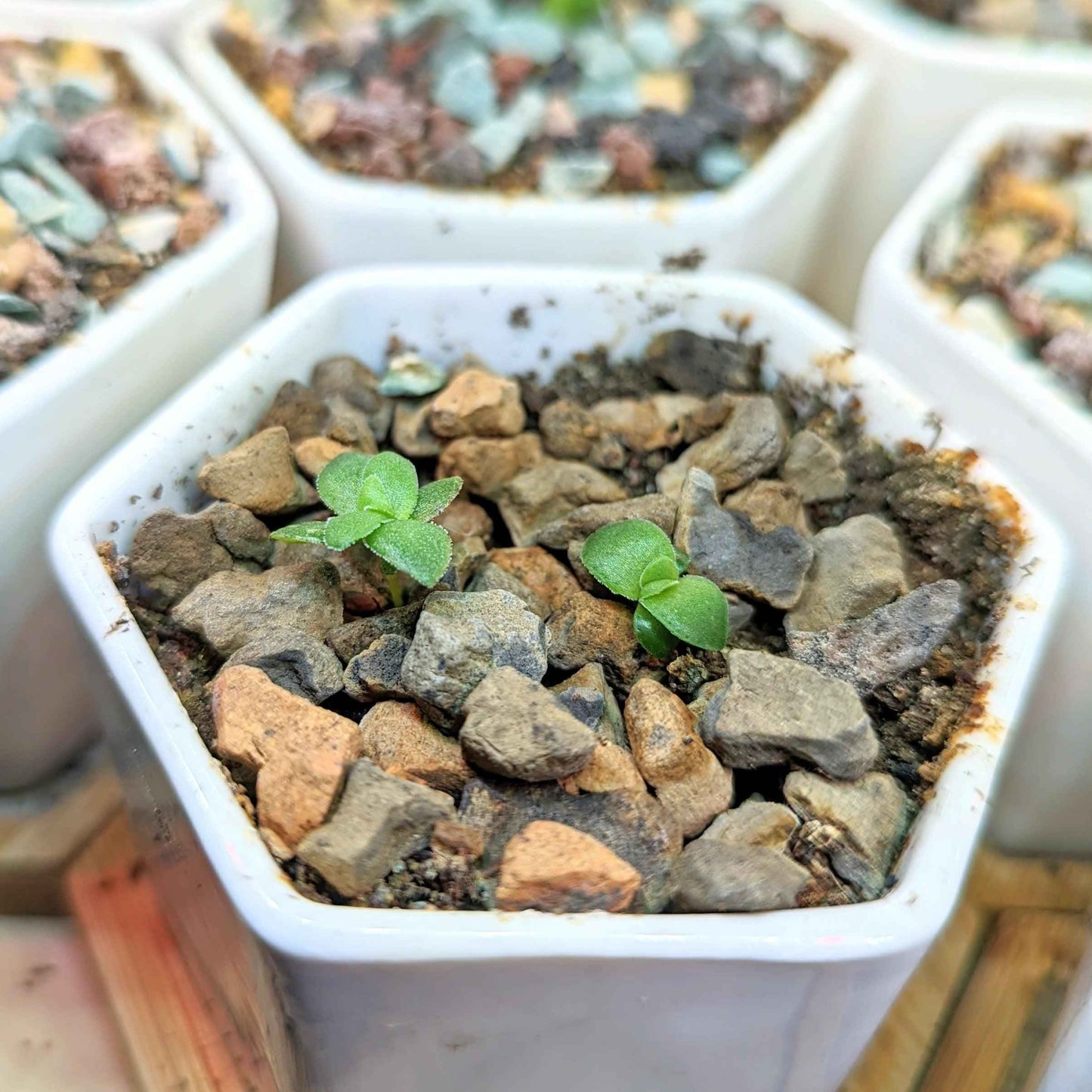 Crassula Mix Seeds