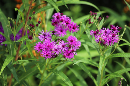 250 Common Ironweed (Vernonia Fasciculata) Seeds