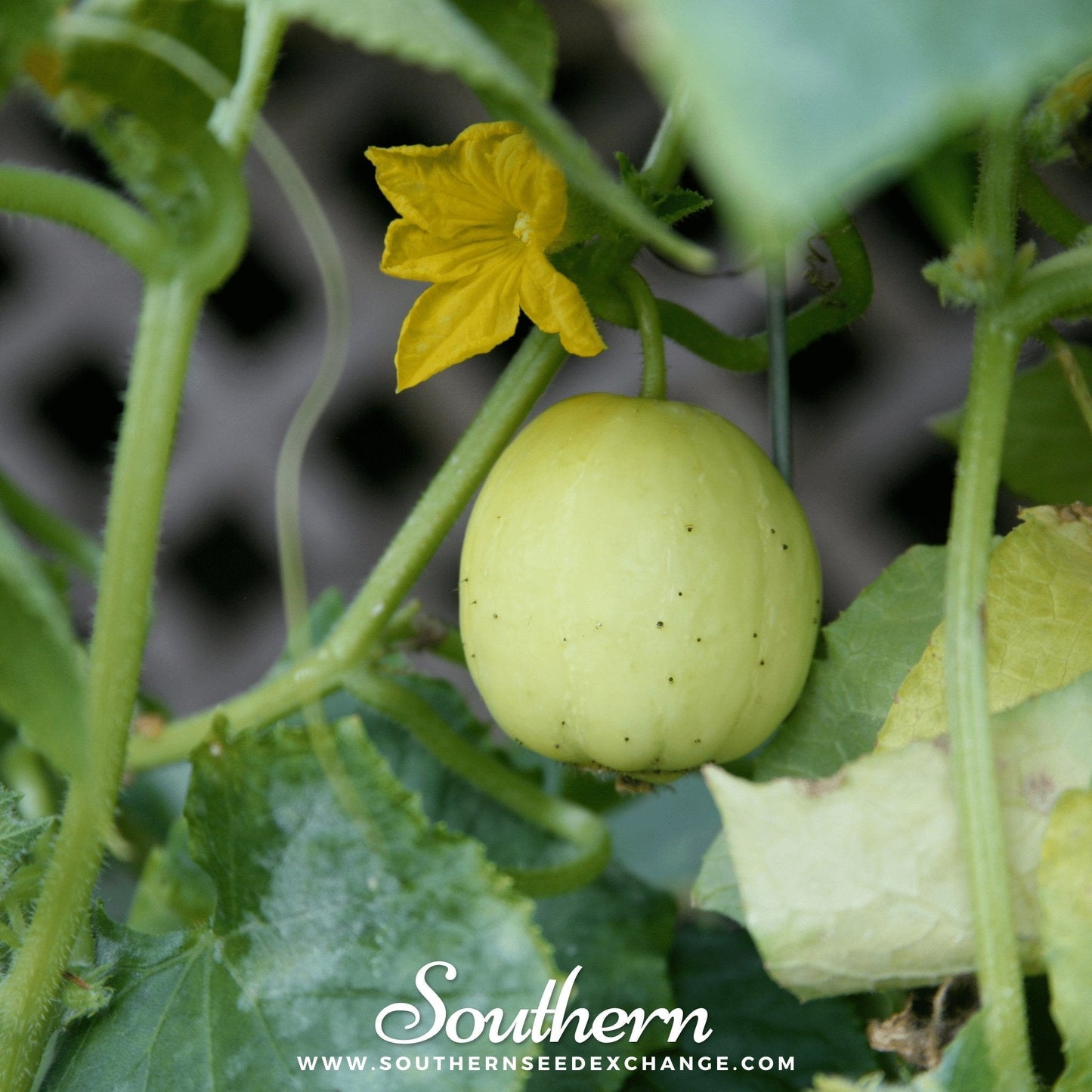 Lemon Cucumber – 30 Seeds