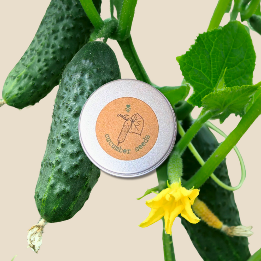 Organic Cucumber Seeds