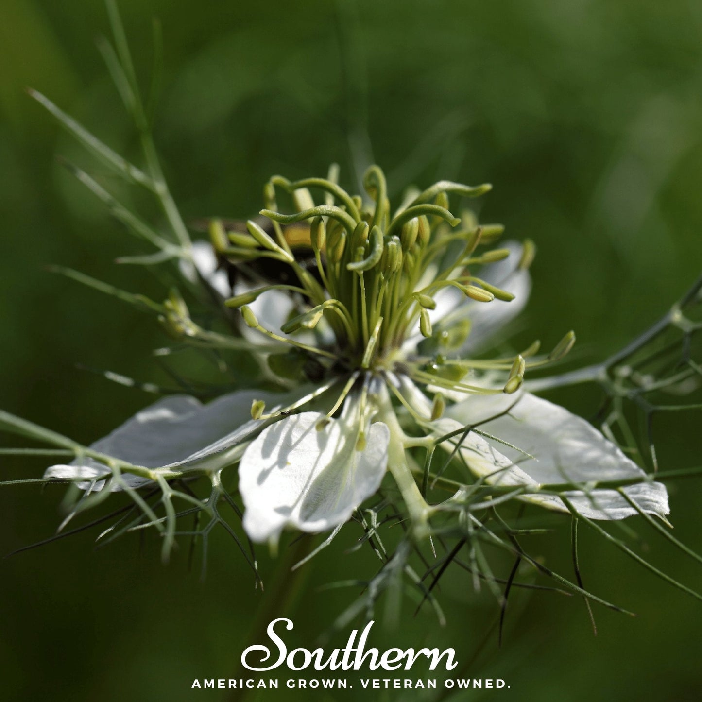 Black Cumin (Nigella) – 50 Seeds
