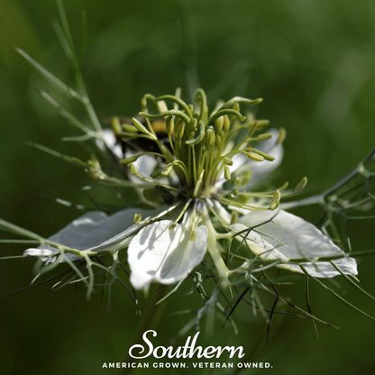 Black Cumin (Nigella) – 50 Seeds