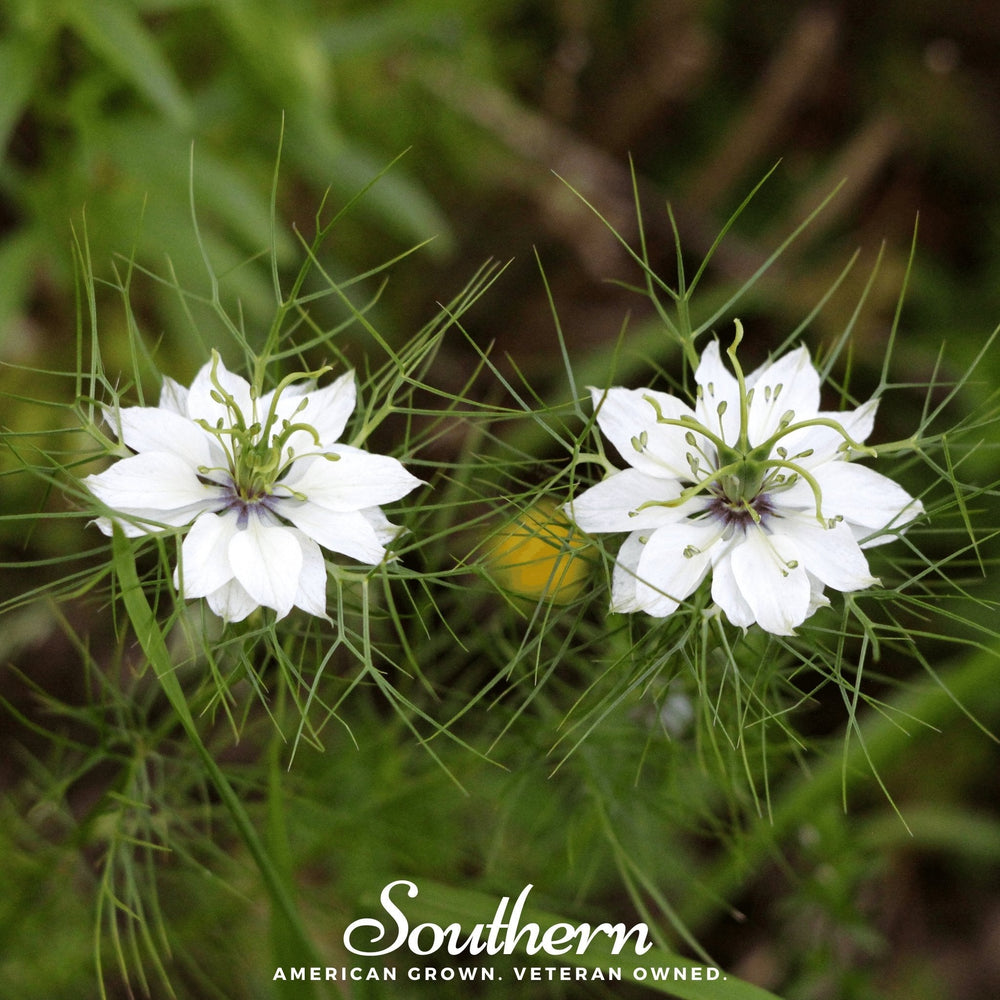 Black Cumin (Nigella) – 50 Seeds
