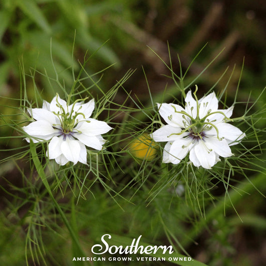 Black Cumin (Nigella) – 50 Seeds
