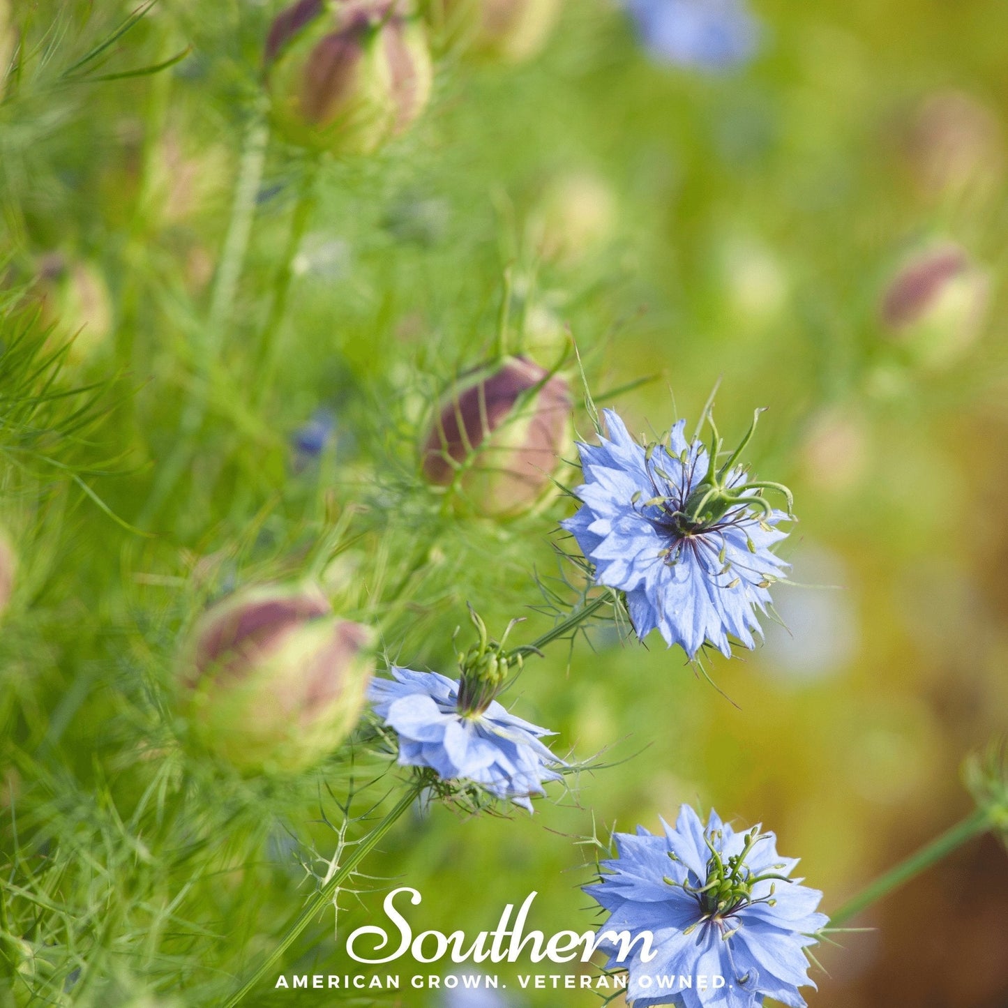 Black Cumin (Nigella) – 50 Seeds