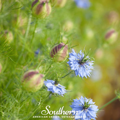 Black Cumin (Nigella) – 50 Seeds