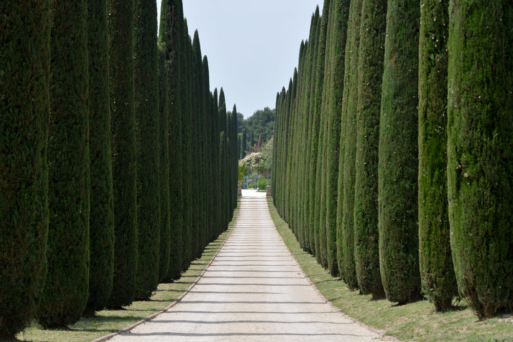 20 Mediterranean Cypress (Cupressus Sempervirens Stricta) Seeds