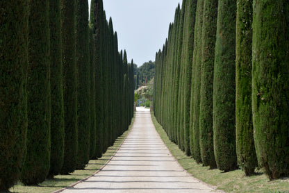 20 Mediterranean Cypress (Cupressus Sempervirens Stricta) Seeds