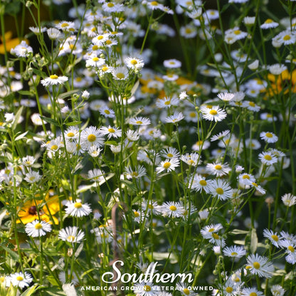 Dainty Daisy Fleabane – 100 Seeds