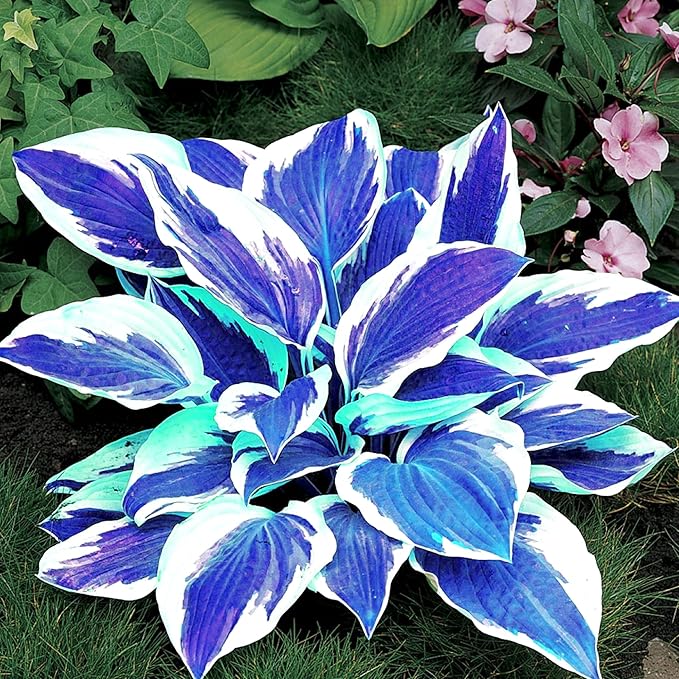 Dark Blue Hosta Seeds