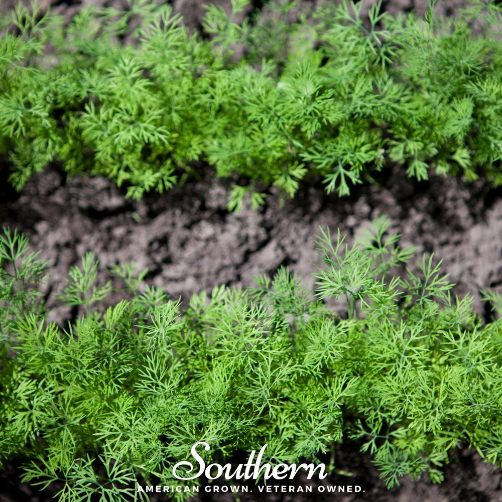 Dwarf Dill – 100 Seeds