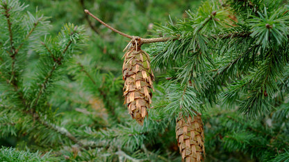 Douglas-fir Beard Oil