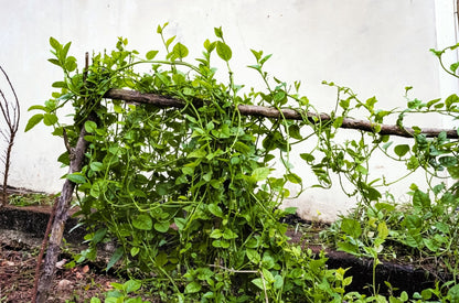 50 'Big Round Leaf' Malabar Spinach (Basella Alba) Seeds