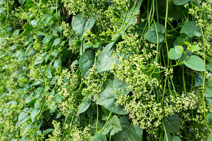 50 'Green Vines Supreme' Malabar Spinach (Basella Alba) Seeds