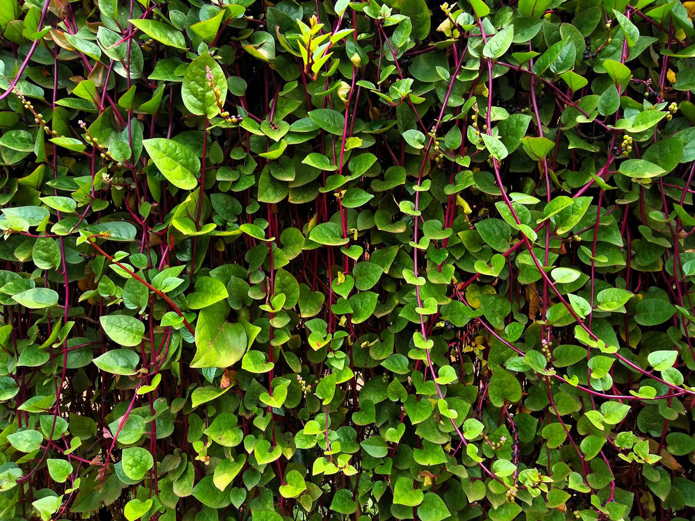 50 Red Malabar Spinach (Basella Alba Rubra) Seeds