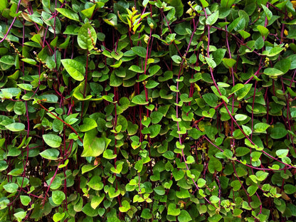 50 Red Malabar Spinach (Basella Alba Rubra) Seeds