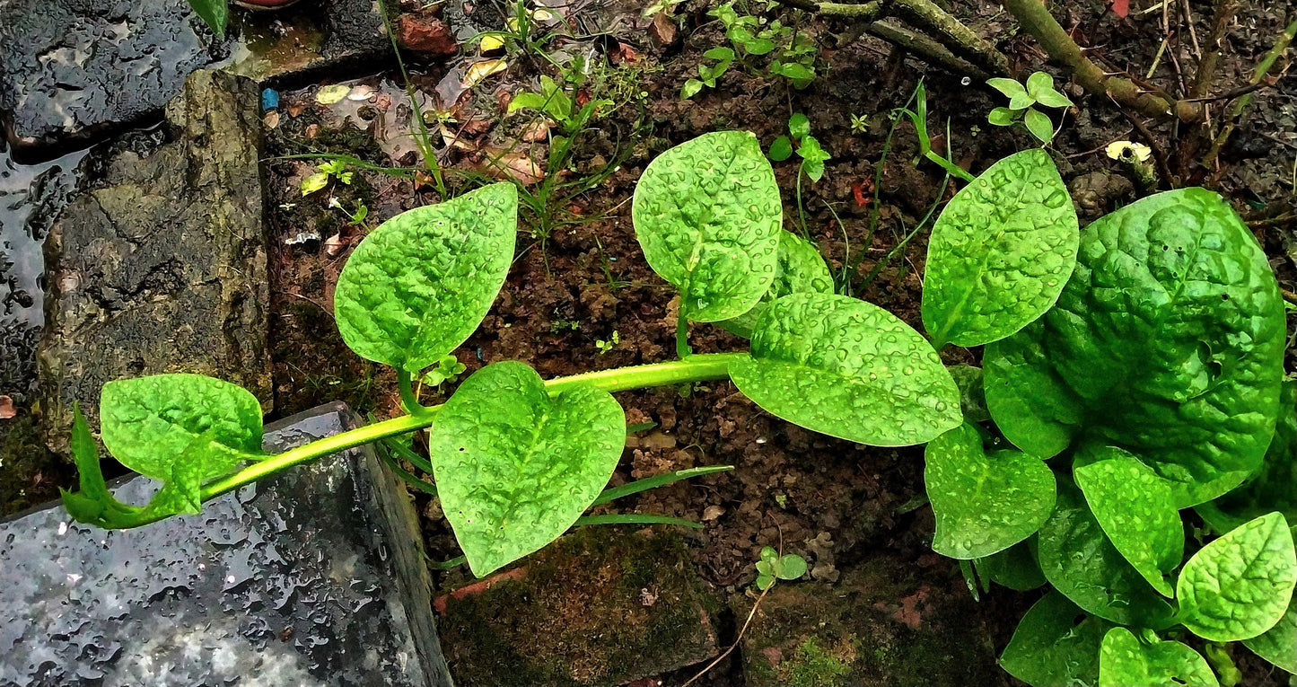 50 'Green Vines Supreme' Malabar Spinach (Basella Alba) Seeds