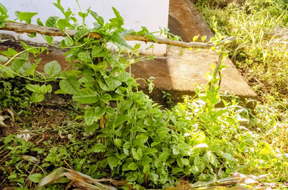 50 'Green Vines Supreme' Malabar Spinach (Basella Alba) Seeds