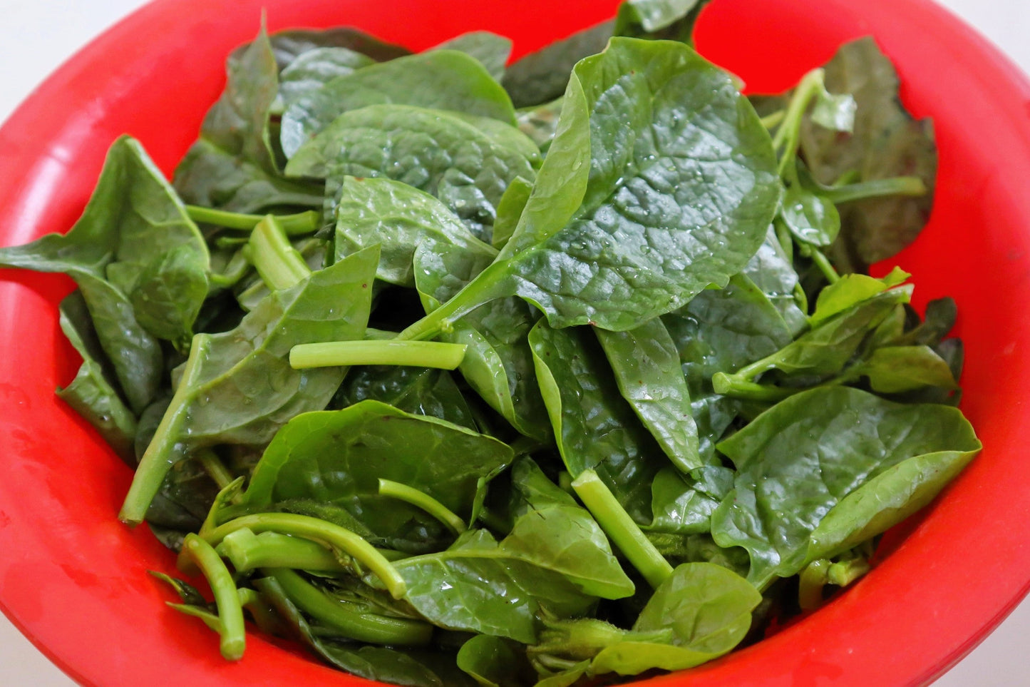 50 'Big Round Leaf' Malabar Spinach (Basella Alba) Seeds
