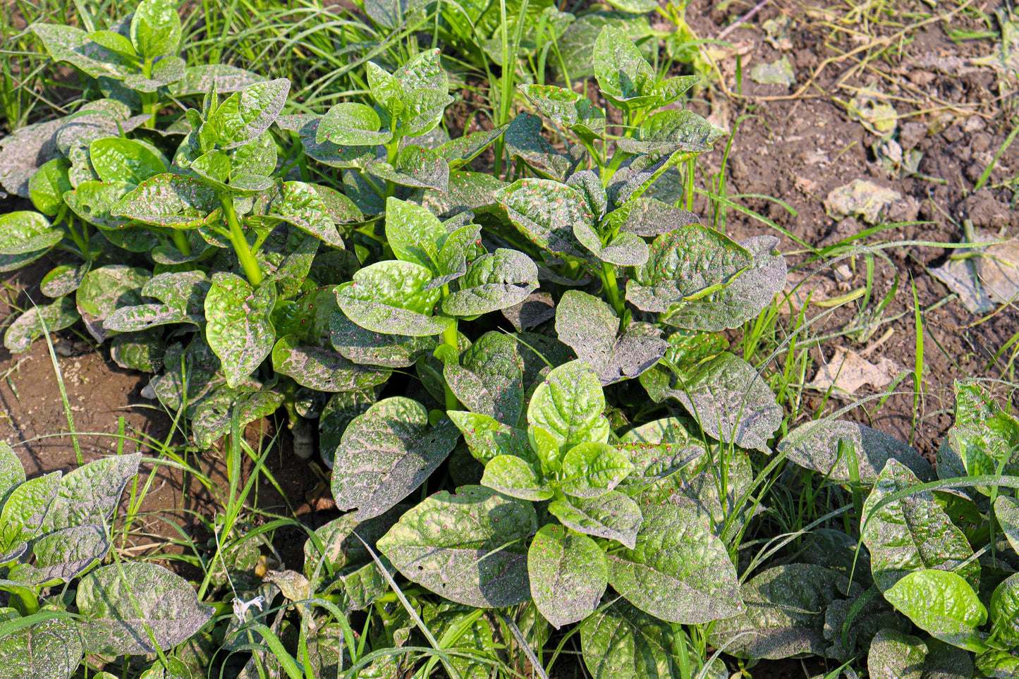 50 'Green Vines Supreme' Malabar Spinach (Basella Alba) Seeds