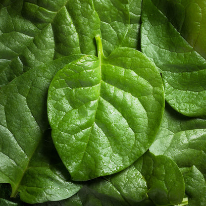 50 'Big Round Leaf' Malabar Spinach (Basella Alba) Seeds