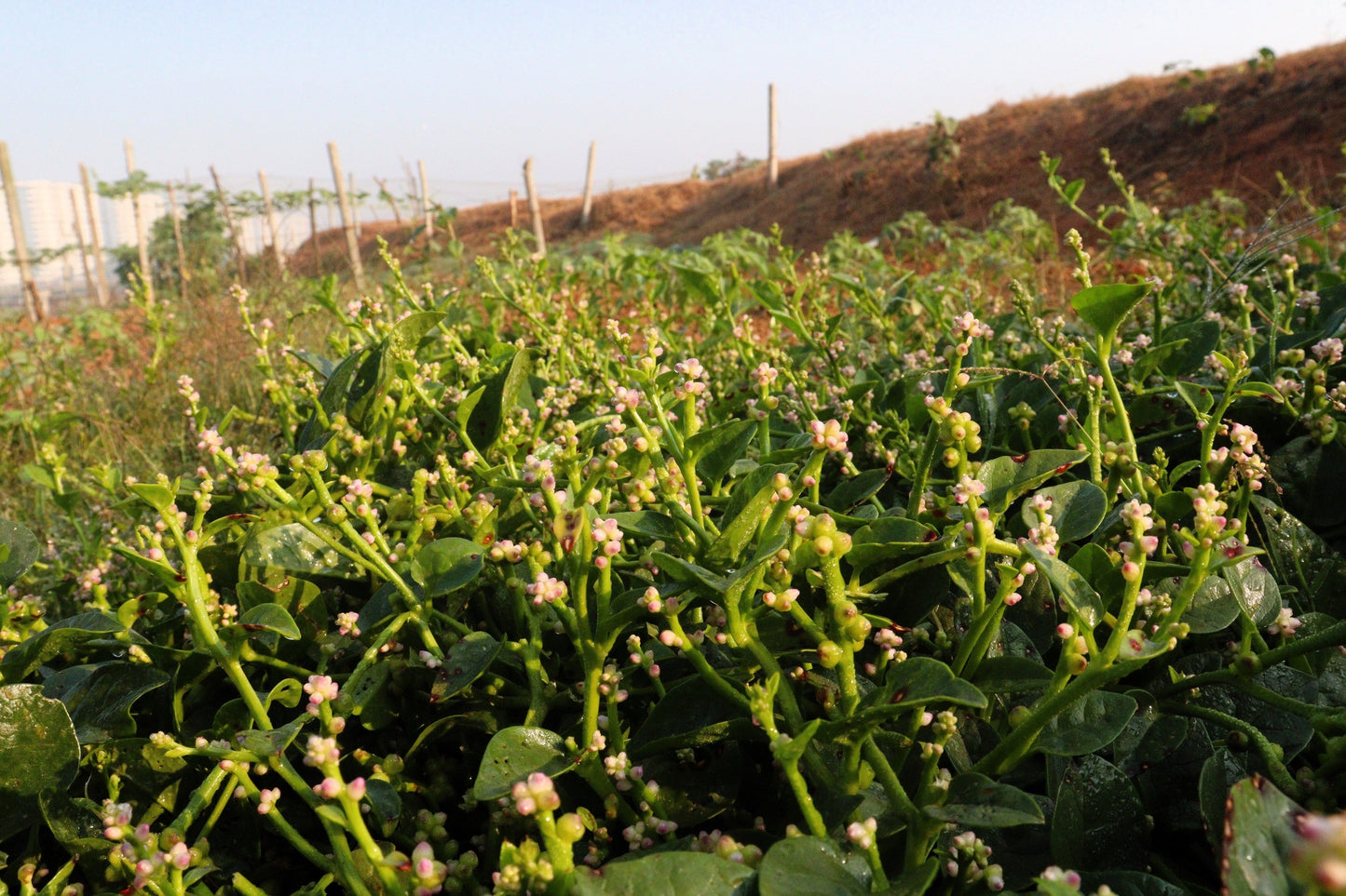 50 'Green Vines Supreme' Malabar Spinach (Basella Alba) Seeds