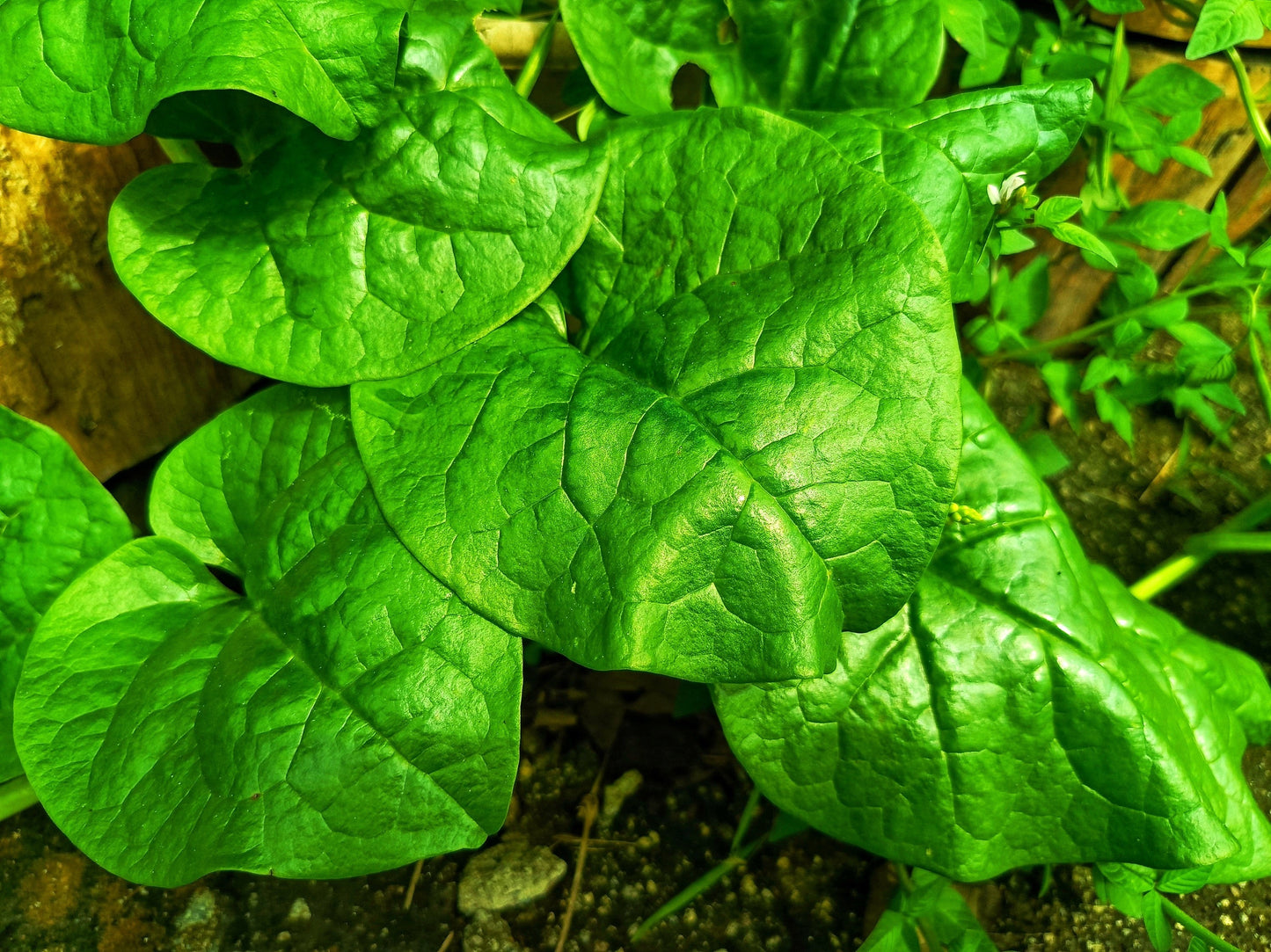 50 'Big Round Leaf' Malabar Spinach (Basella Alba) Seeds
