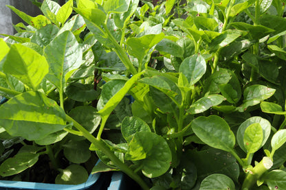 50 'Green Vines Supreme' Malabar Spinach (Basella Alba) Seeds