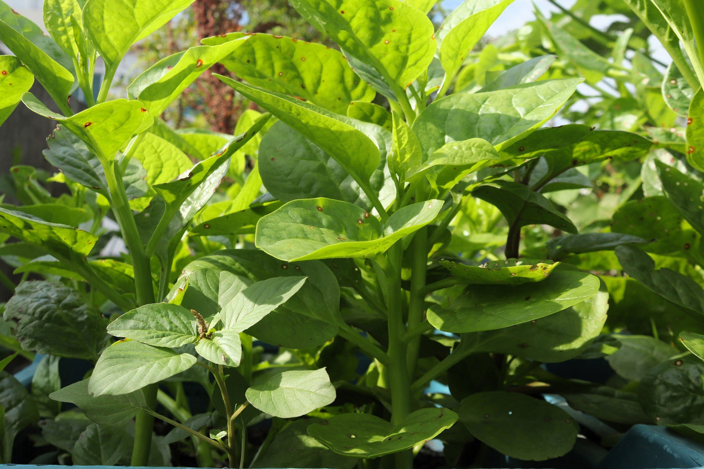50 'Green Vines Supreme' Malabar Spinach (Basella Alba) Seeds