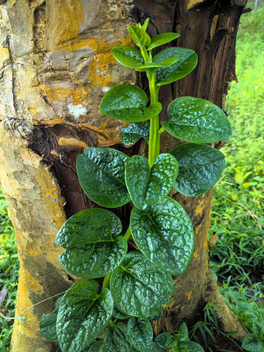 50 'Green Vines Supreme' Malabar Spinach (Basella Alba) Seeds