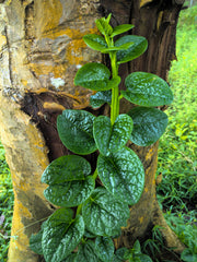 50 'Green Vines Supreme' Malabar Spinach (Basella Alba) Seeds