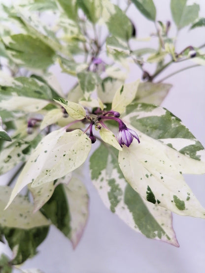 50 Variegated Purple Tiger Pepper (Capsicum Annuum) Seeds