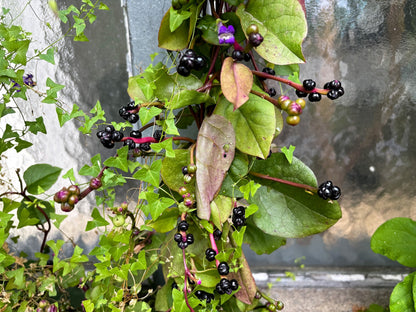 50 Red Malabar Spinach (Basella Alba Rubra) Seeds
