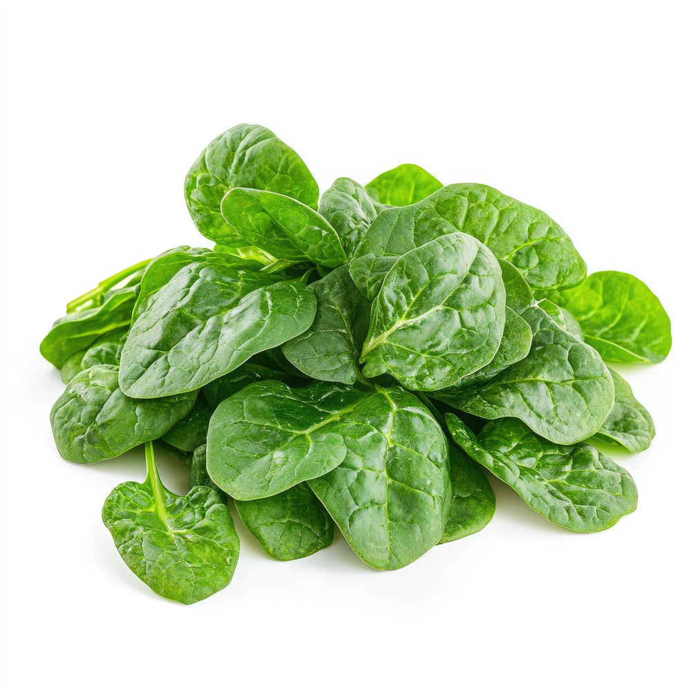 50 'Big Round Leaf' Malabar Spinach (Basella Alba) Seeds
