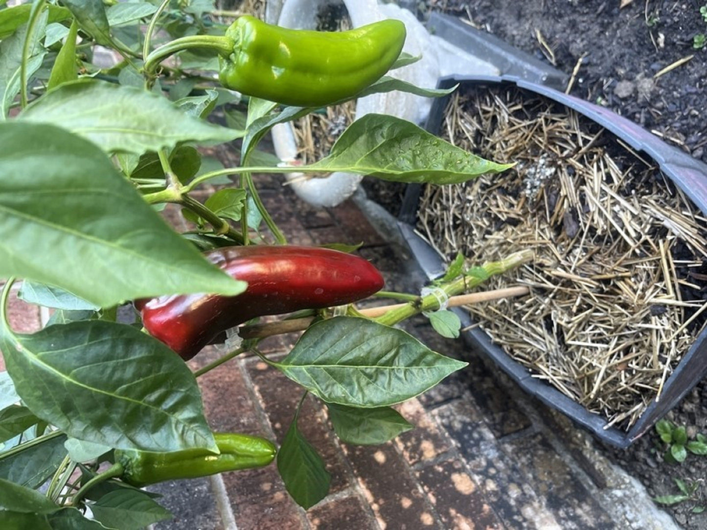 60 Red Marconi Pepper (Capsicum Annuum) Seeds