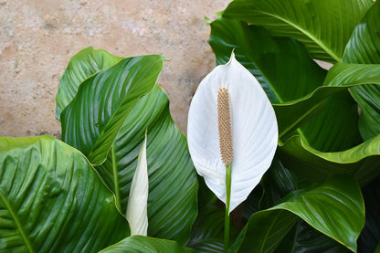 10 Peace Lily (Spathiphyllum Wallisii) Seeds