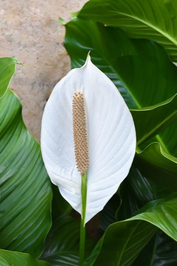 10 Peace Lily (Spathiphyllum Wallisii) Seeds