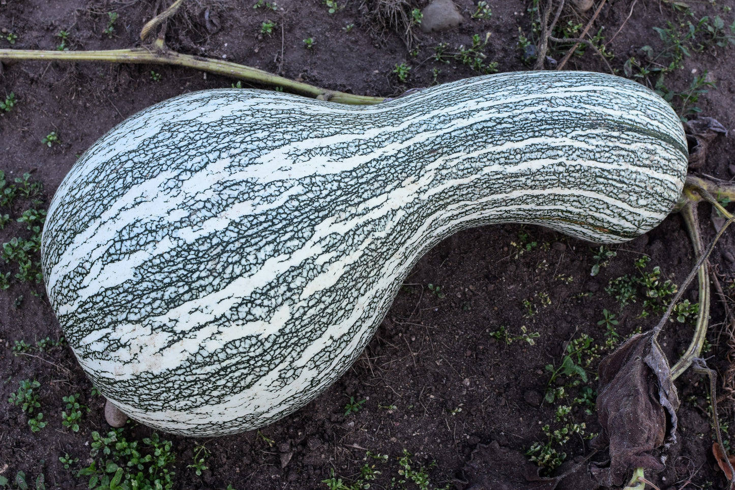 30 Green Striped Cushaw Squash (Cucurbita Mixta) Seeds
