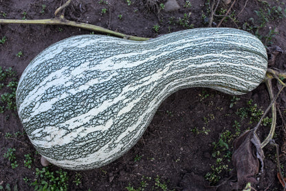 30 Green Striped Cushaw Squash (Cucurbita Mixta) Seeds