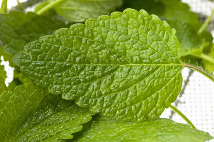 25 Orange MANDARINA BALM Mandarin Lemon Balm Melissa Officinalis Herb Seeds