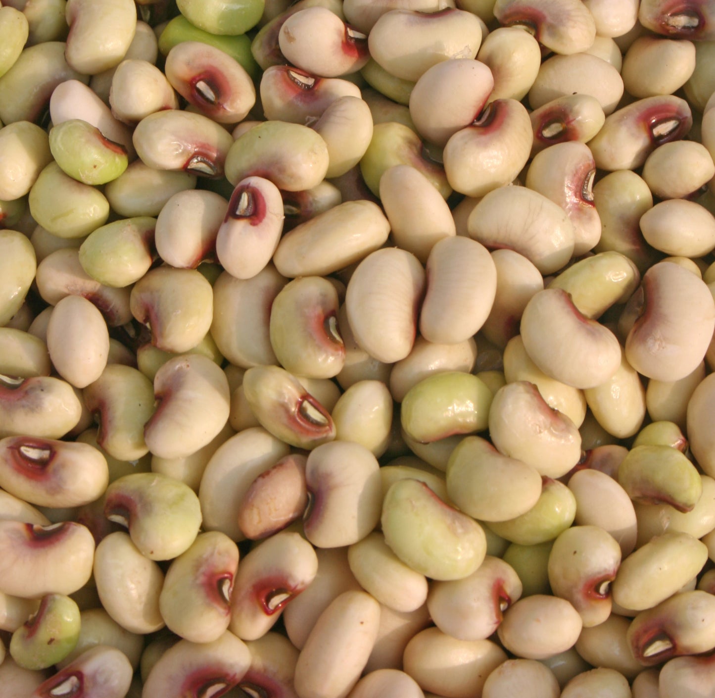 50 Purple Pinkeye Cowpea (Vigna Unguiculata) Seeds