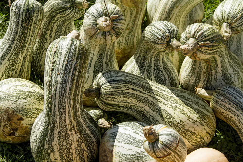 30 Green Striped Cushaw Squash (Cucurbita Mixta) Seeds