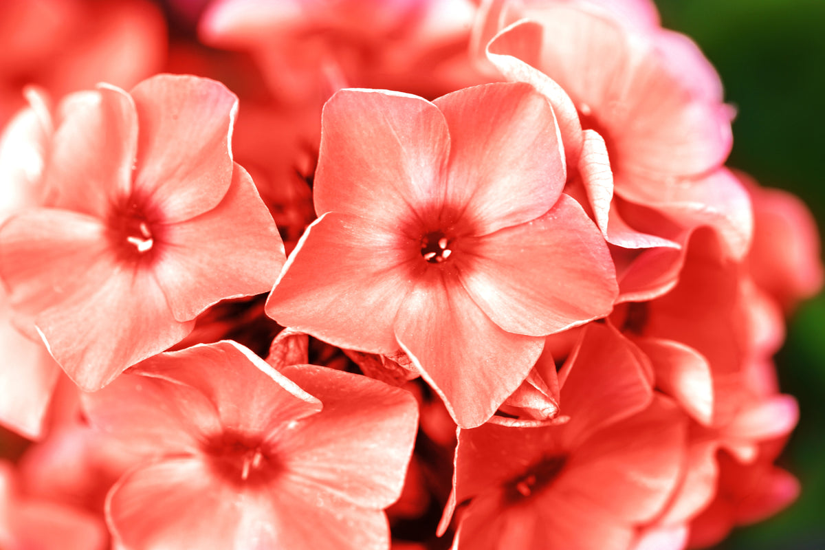 100 PHLOX OF SHEEP Pastel Mix Phlox Drummondii Multicolor Flower Seeds
