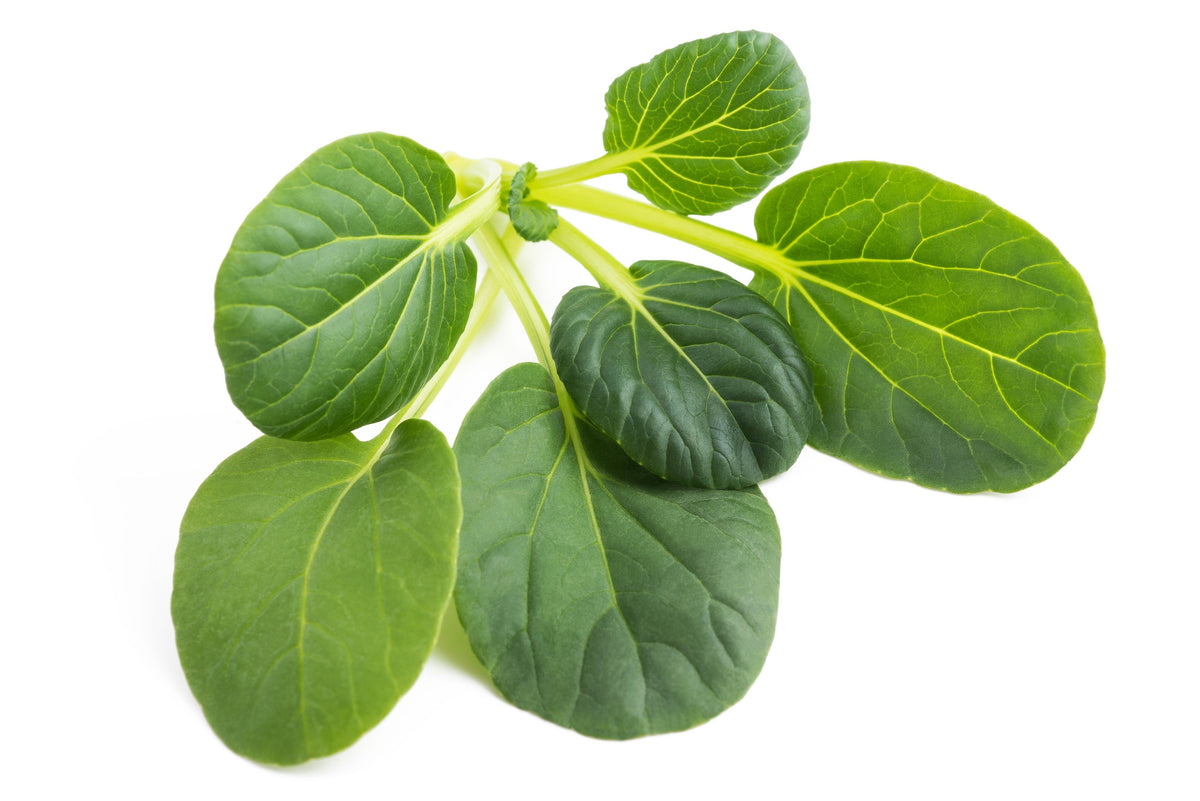 1000 TATSOI Brassica Rapa Rosularis Tat Soi Bok Choy Spinach Mustard Vegetable Seeds