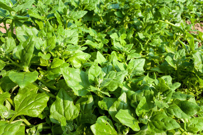 60 New Zealand Spinach (Tetragonia Tetragonioides) Seeds